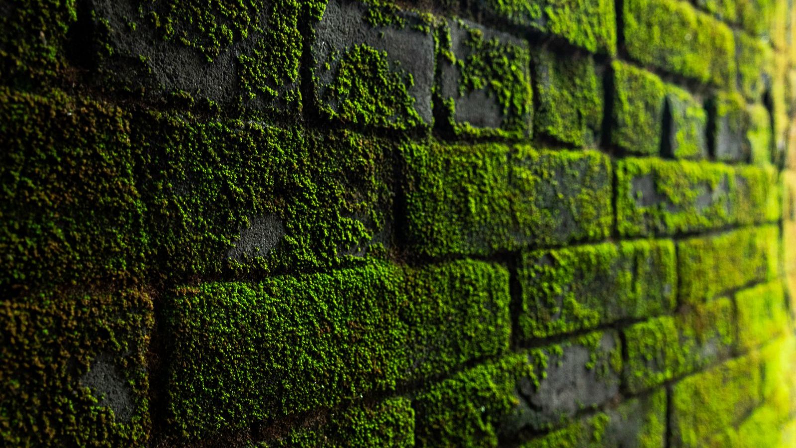 Bakstenen muur vol groene aanslag en mos